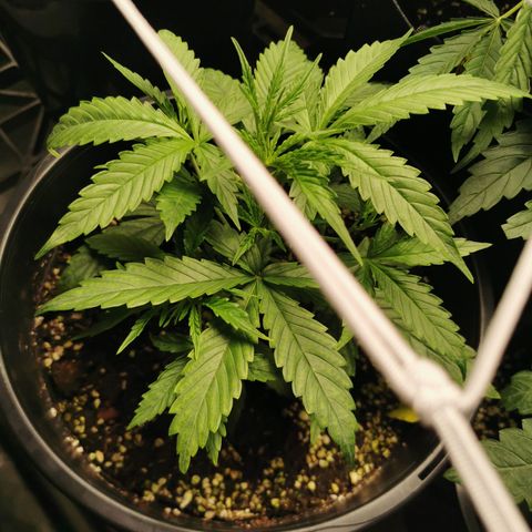 Godzilla Glue auto GG#4 growlog photo: still small but she's Started to flower