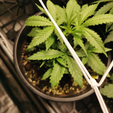 Godzilla Glue auto GG#4 growlog photo: still small but she's Started to flower