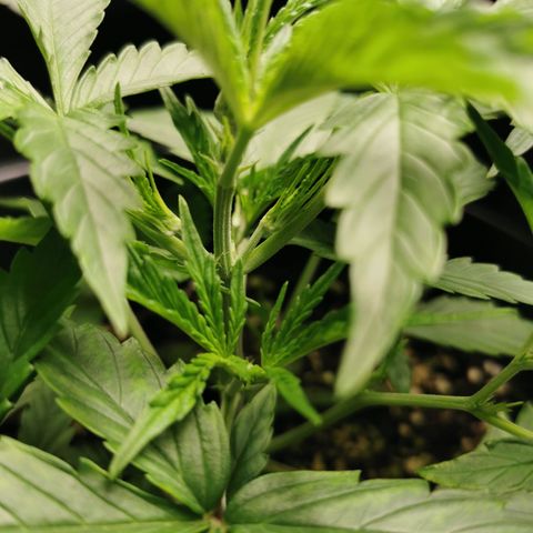 Godzilla Glue auto GG#4 growlog photo: still small but she's Started to flower