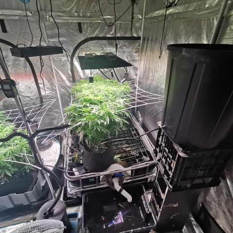 Apple Betty Herbies growlog timeline photo