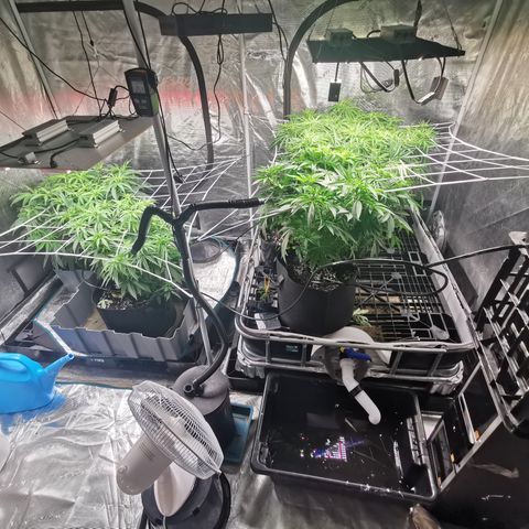 Apple Betty Herbies growlog timeline photo