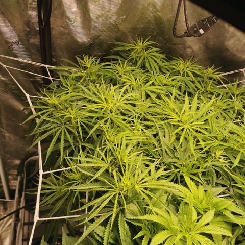 Apple Betty Herbies growlog timeline photo