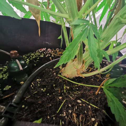 Apple Betty Herbies growlog timeline photo