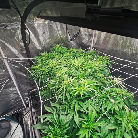 Apple Betty Herbies growlog timeline photo