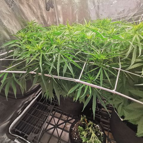 Apple Betty Herbies growlog timeline photo