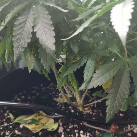 Grandmommy Purple #1 growlog photo: She's going well, I topped her a few days ago she seems to be doing alright she's not as big as her sister #2 