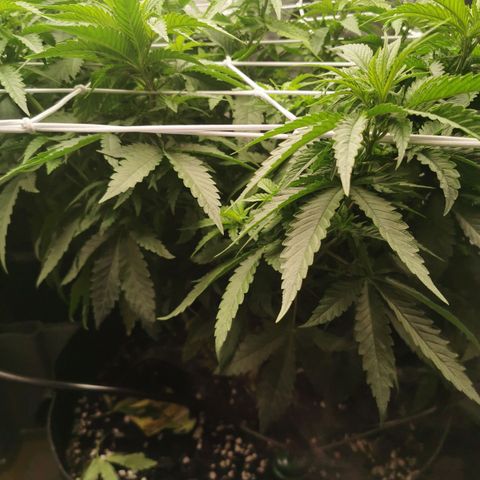 Grandmommy Purple #1 growlog photo: She's going well, I topped her a few days ago she seems to be doing alright she's not as big as her sister #2 