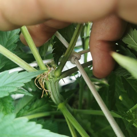 Grandmommy Purple #2 growlog photo: She's doing really well, she was topped and didn't really show signs of being stunted which is good, she's bigger then her sister she seems to be taking up more space in the area she has got some very big leaves biggest I've ever seen over 10 inches 