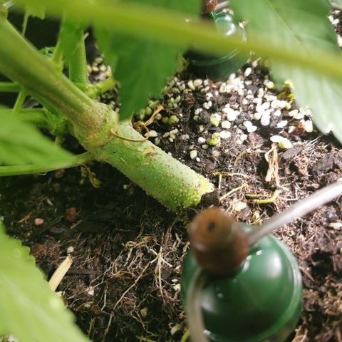 Grandmommy Purple #2 growlog photo: She's doing really well, she was topped and didn't really show signs of being stunted which is good, she's bigger then her sister she seems to be taking up more space in the area she has got some very big leaves biggest I've ever seen over 10 inches 