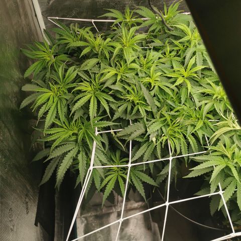 Grandmommy Purple #2 growlog photo: She's doing really well, she was topped and didn't really show signs of being stunted which is good, she's bigger then her sister she seems to be taking up more space in the area she has got some very big leaves biggest I've ever seen over 10 inches 