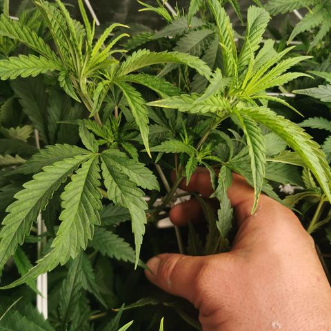 Grandmommy Purple #2 growlog photo: She's doing really well, she was topped and didn't really show signs of being stunted which is good, she's bigger then her sister she seems to be taking up more space in the area she has got some very big leaves biggest I've ever seen over 10 inches 