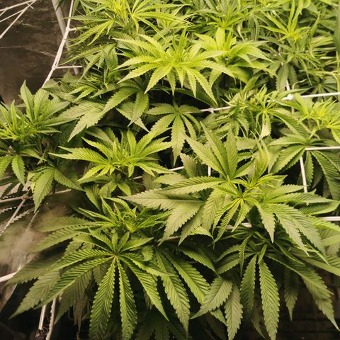 Mimosa X Orange Punch growlog photo: I just fimmed her today so will see how she reacts, she's growing really well, she looks like the healthiest one out of the lot, she's a bit smaller but she's very nice and green 