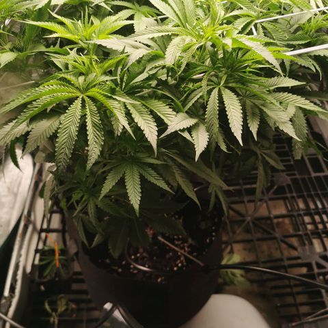 Mimosa X Orange Punch growlog photo: I just fimmed her today so will see how she reacts, she's growing really well, she looks like the healthiest one out of the lot, she's a bit smaller but she's very nice and green 