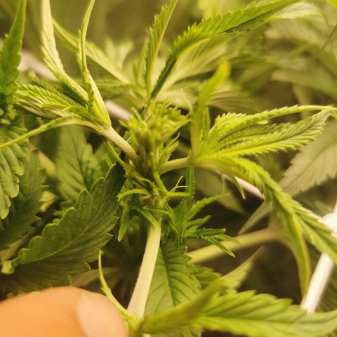 Mimosa X Orange Punch growlog photo: I just fimmed her today so will see how she reacts, she's growing really well, she looks like the healthiest one out of the lot, she's a bit smaller but she's very nice and green 