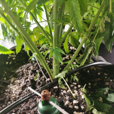 Mimosa X Orange Punch growlog photo: I just fimmed her today so will see how she reacts, she's growing really well, she looks like the healthiest one out of the lot, she's a bit smaller but she's very nice and green 