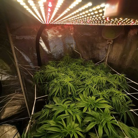 Apple Betty Herbies growlog photo: Lights changed for flowering 12/12  9pm off and 9am on 