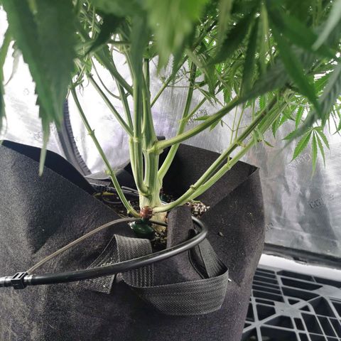 Apple Betty Herbies growlog photo: Trimmed the lower leafs in preparation for flower