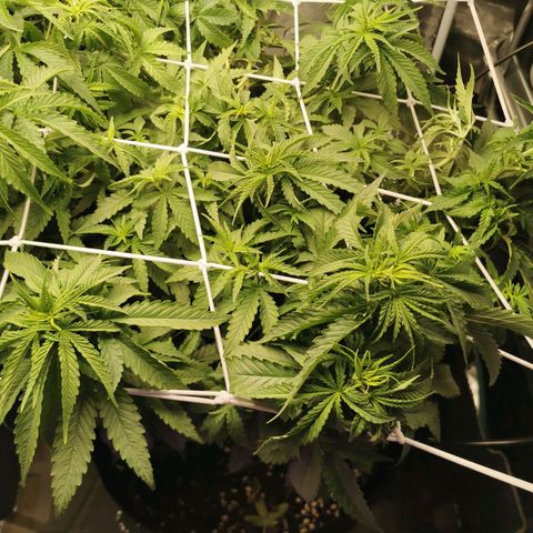 Grandmommy Purple #1 growlog timeline photo