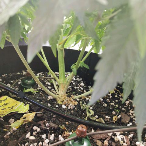 Grandmommy Purple #1 growlog timeline photo