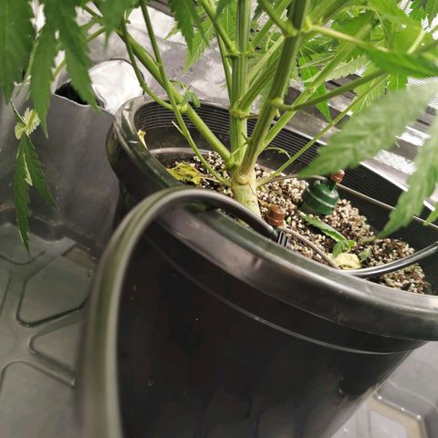 Grandmommy Purple #2 growlog timeline photo