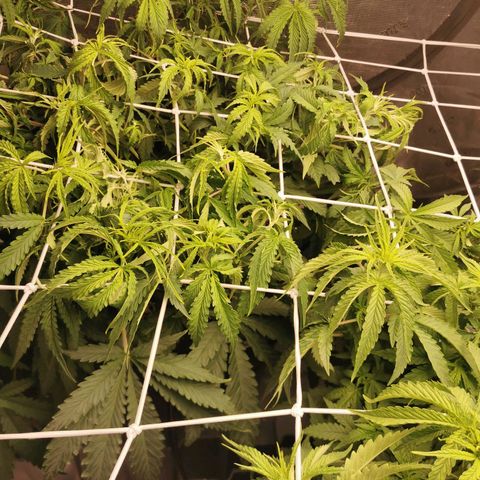 Grandmommy Purple #2 growlog timeline photo