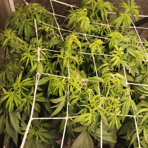 Grandmommy Purple #2 growlog timeline photo