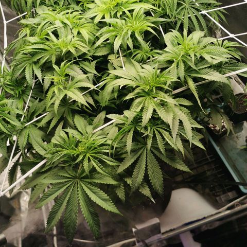 Mimosa X Orange Punch growlog timeline photo
