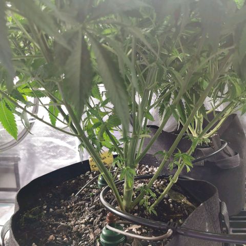 Mimosa X Orange Punch growlog timeline photo