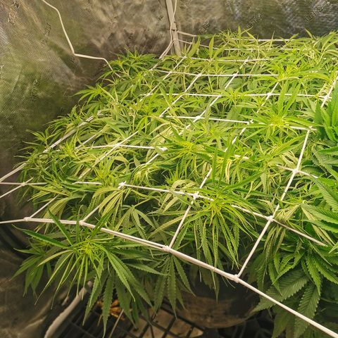 Apple Betty Herbies growlog timeline photo