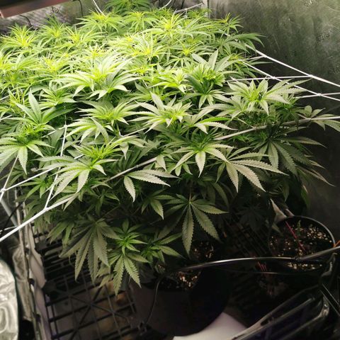 Mimosa X Orange Punch growlog timeline photo