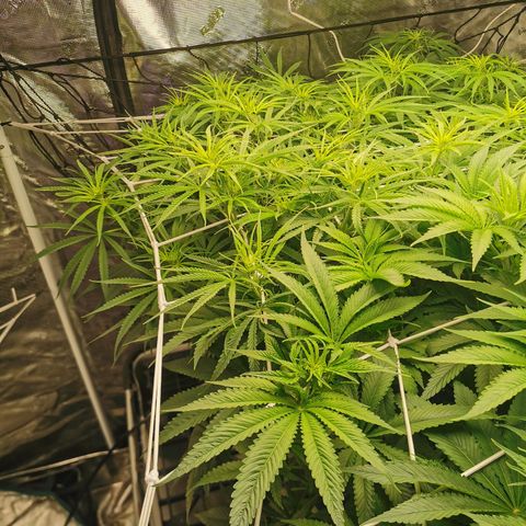 Apple Betty Herbies growlog timeline photo