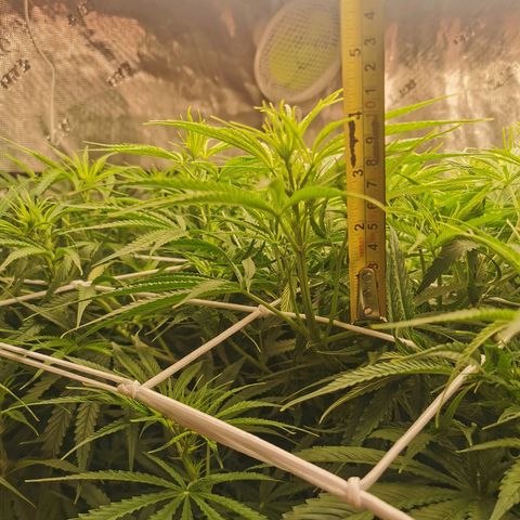 Apple Betty Herbies growlog timeline photo