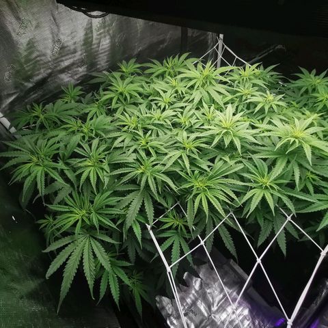 Grandmommy Purple #2 growlog timeline photo