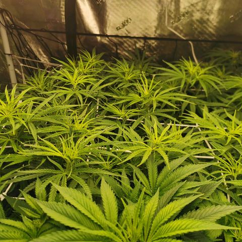 Apple Betty Herbies growlog timeline photo
