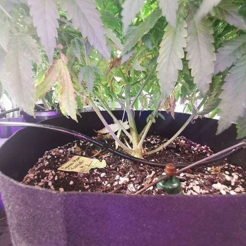 Grandmommy Purple #1 growlog timeline photo