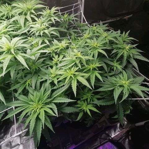 Grandmommy Purple #1 growlog timeline photo