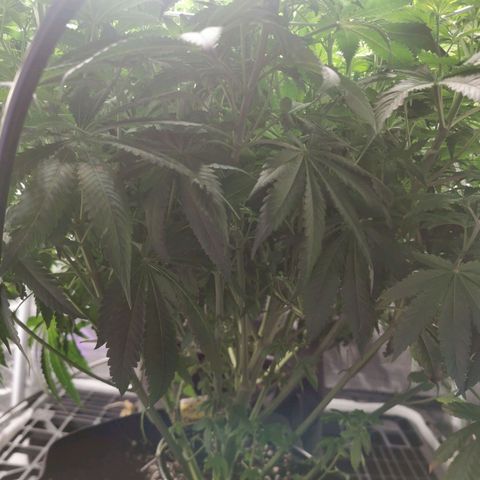 Mimosa X Orange Punch growlog timeline photo