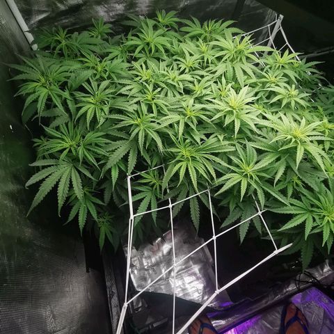 Grandmommy Purple #2 growlog timeline photo