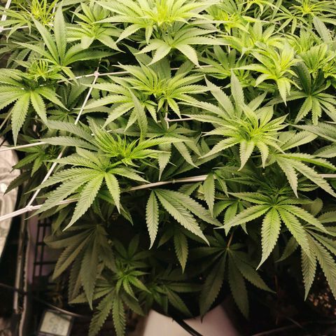 Mimosa X Orange Punch growlog timeline photo