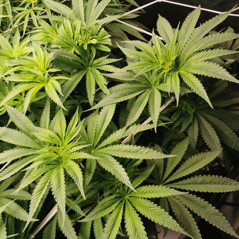Mimosa X Orange Punch growlog timeline photo