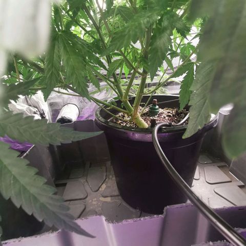 Grandmommy Purple #2 growlog timeline photo