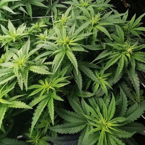 Grandmommy Purple #1 growlog timeline photo