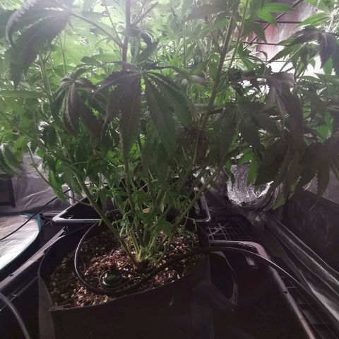 Mimosa X Orange Punch growlog timeline photo