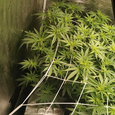 Grandmommy Purple #2 growlog photo: Gave her a trim yesterday, day 8 of flower 