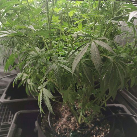 Mimosa X Orange Punch growlog timeline photo