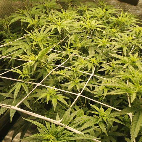 Grandmommy Purple #1 growlog timeline photo