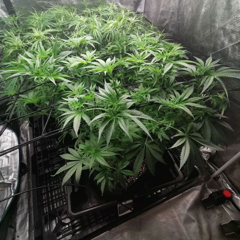 Mimosa X Orange Punch growlog timeline photo