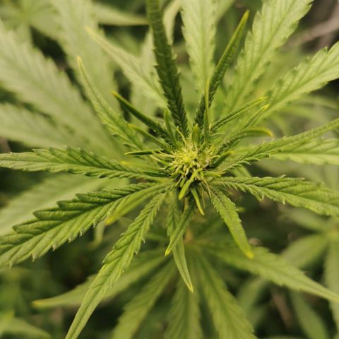 Grandmommy Purple #2 growlog timeline photo