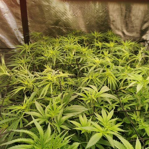 Apple Betty Herbies growlog timeline photo