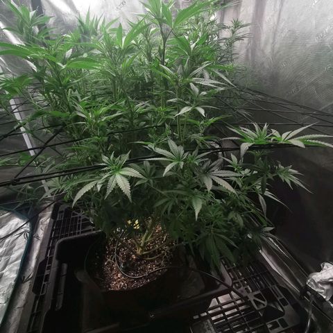 Mimosa X Orange Punch growlog timeline photo